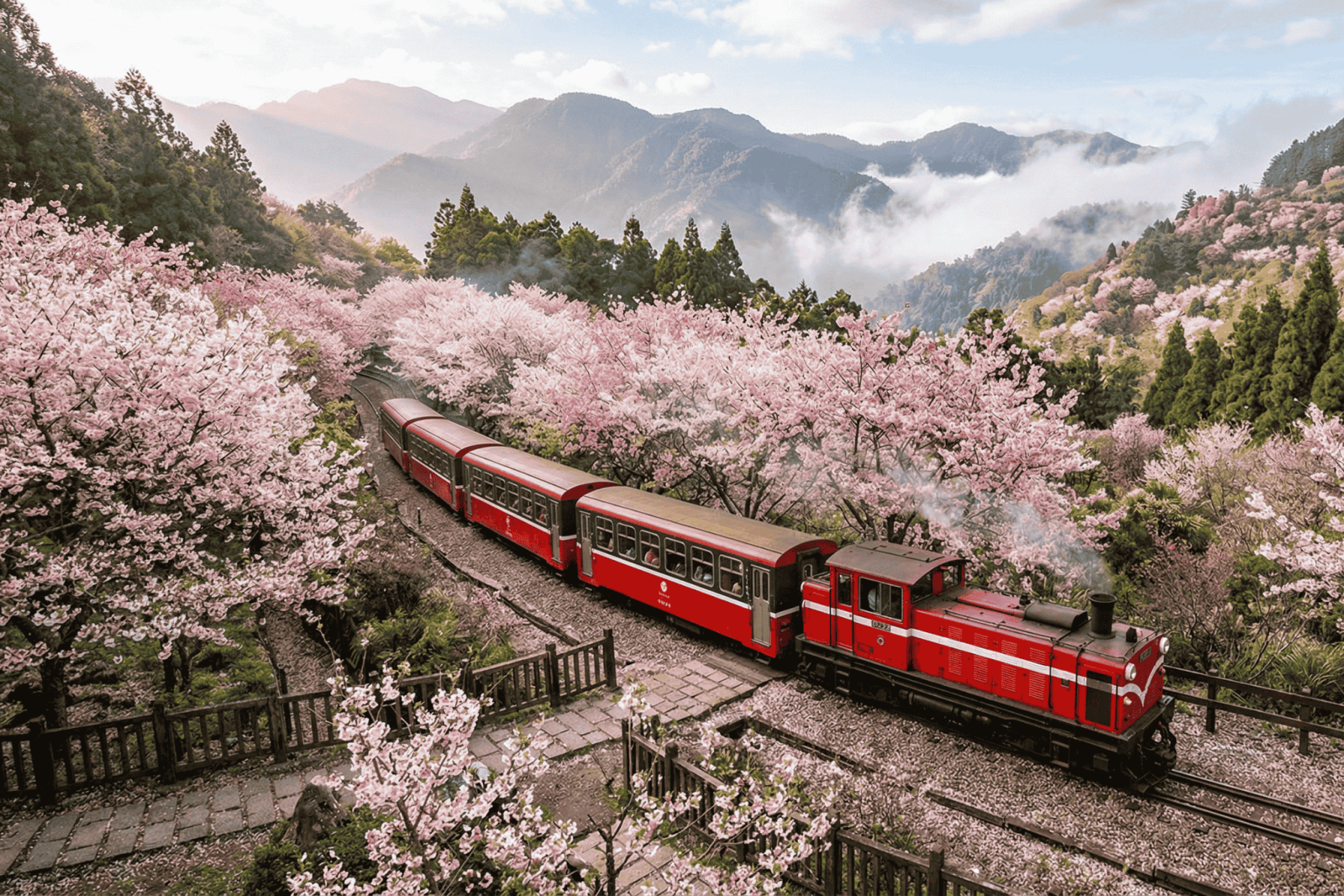 阿里山國家森林遊樂區內有31種櫻花及各類花卉接力綻放，目前山櫻花、阿龜櫻先開，接著是唐實櫻，而「櫻王」染井吉野櫻預計在3月中盛開
