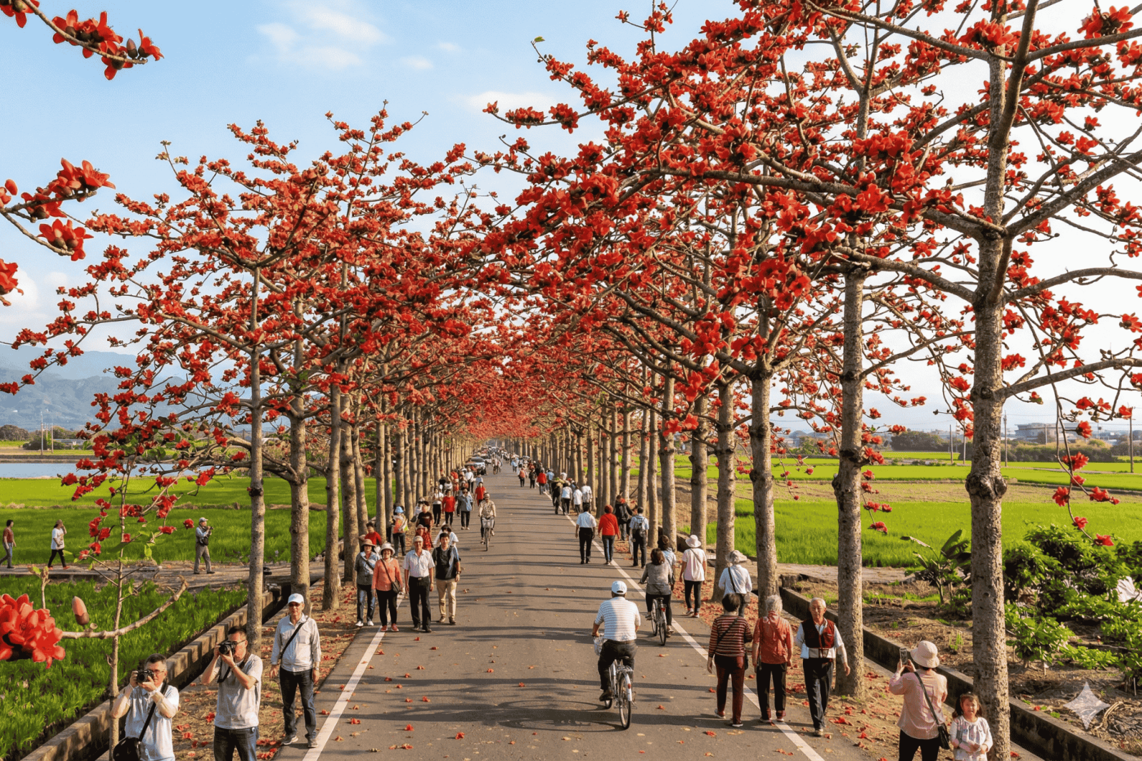 白河林初埤木棉花季2026目前官方公告日期為3月14日至3月28日，地點在臺南市白河區林初埤木棉花道
